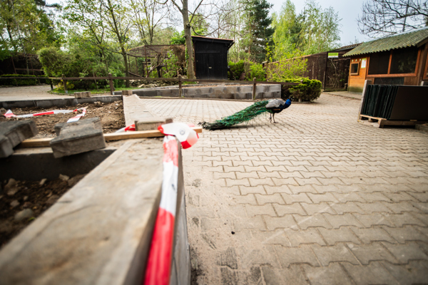 Rekonstrukce záchranné stanice Pasíčka pokračuje